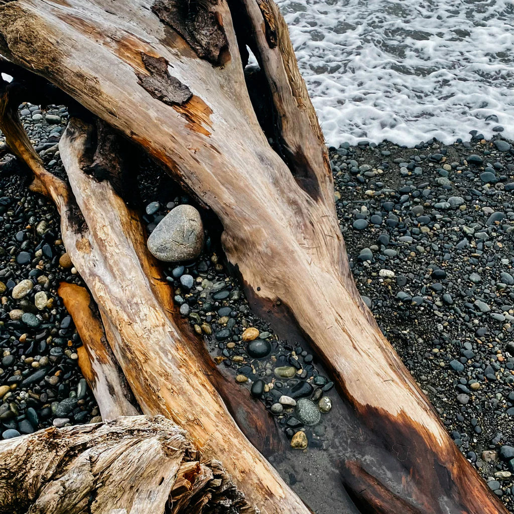 Sea Moss & Driftwood Tin Candle