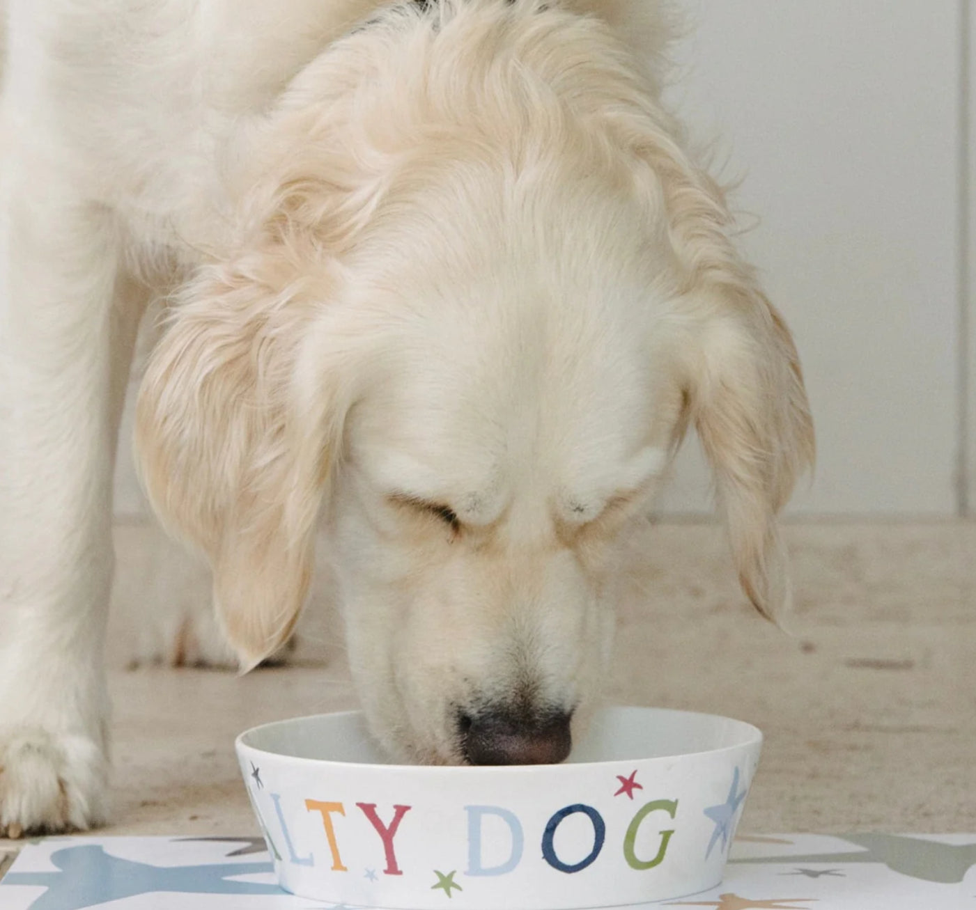 Beach Dog Bowl
