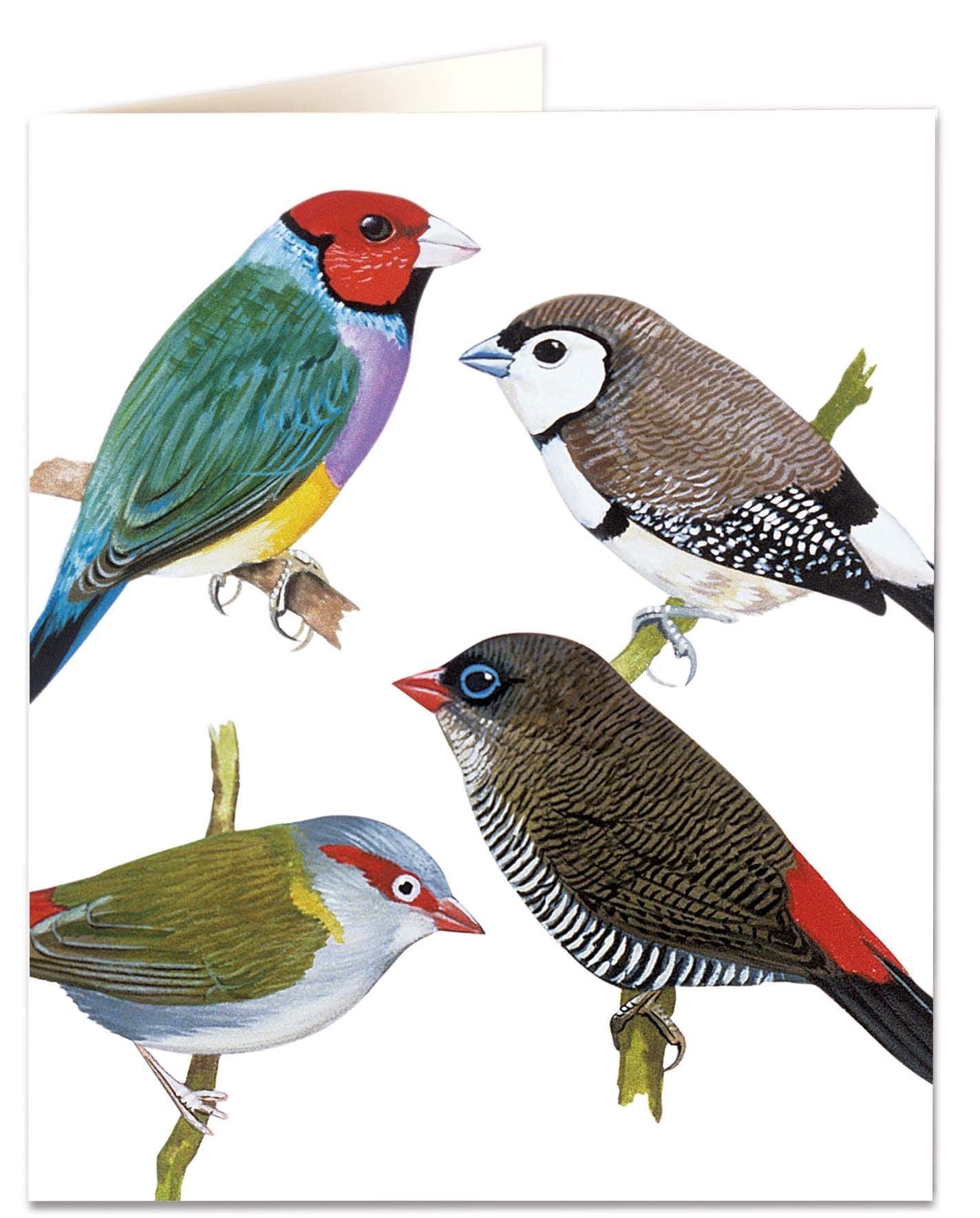 Finches cards