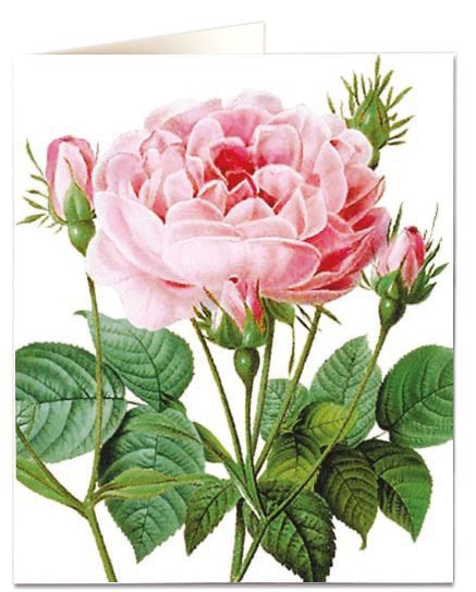 Rosa Galicia Card