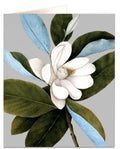 Magnolia Virginiana card