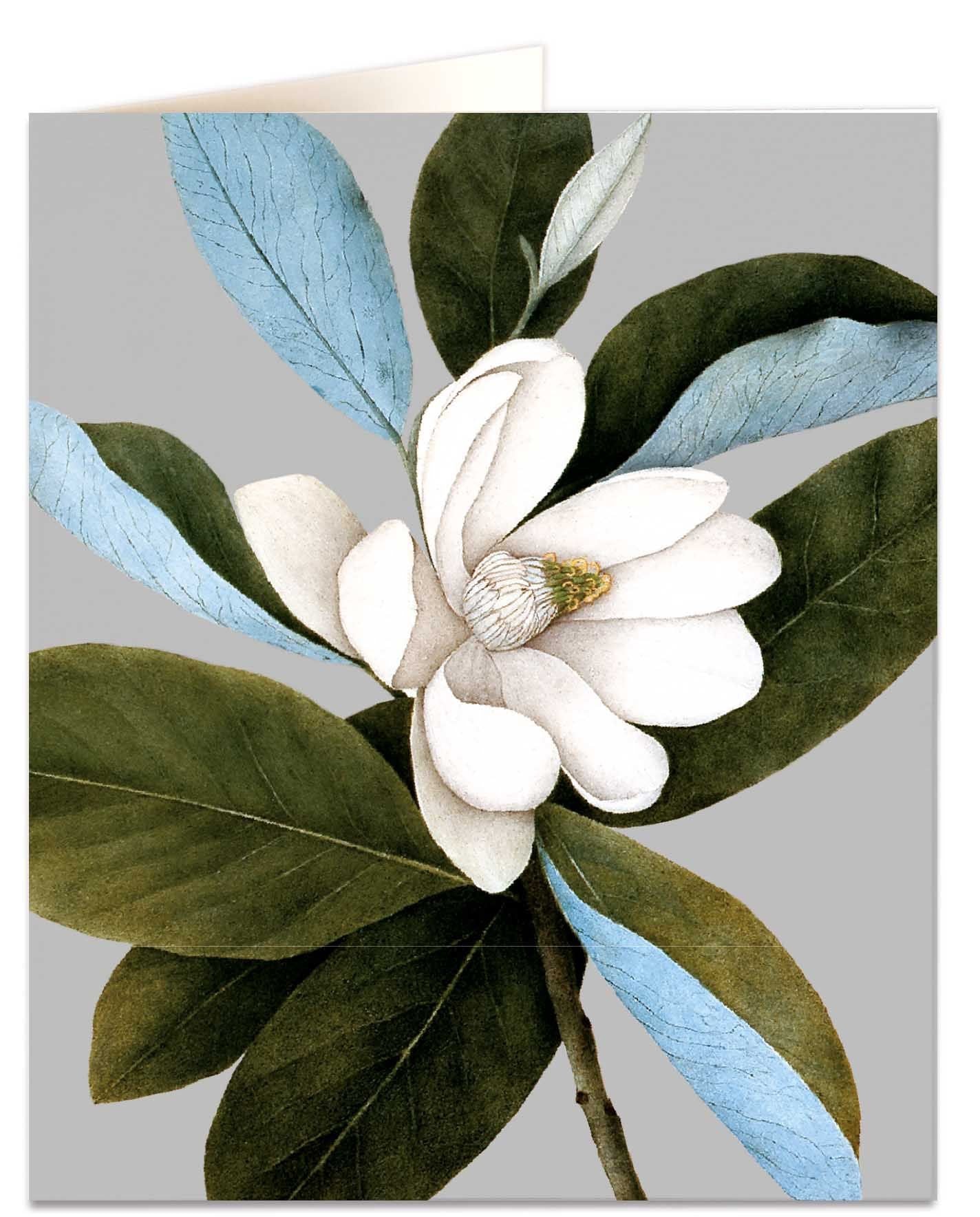 Magnolia Virginiana card