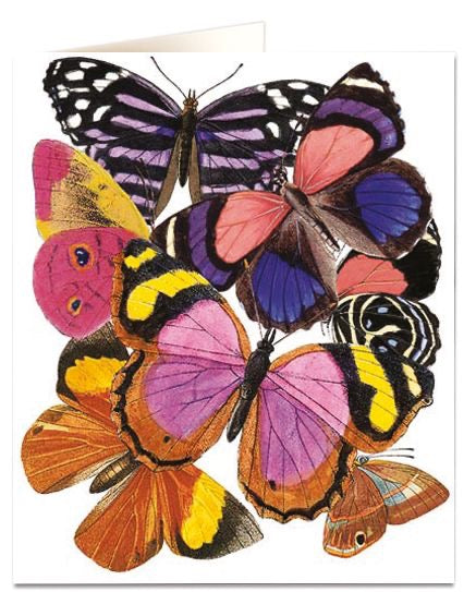 Butterflies Card