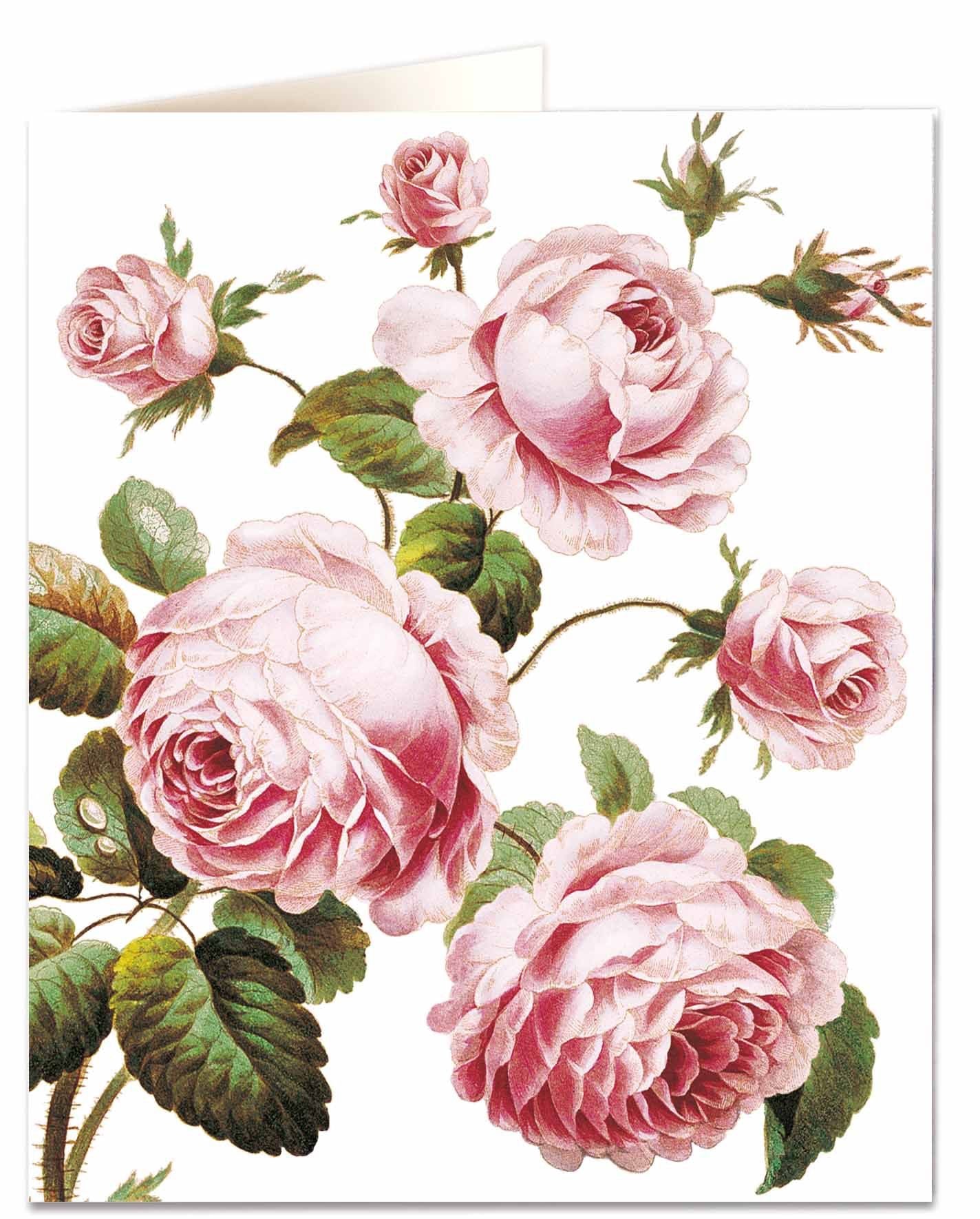 Cabbage Rose Card