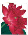 Waterlily Card