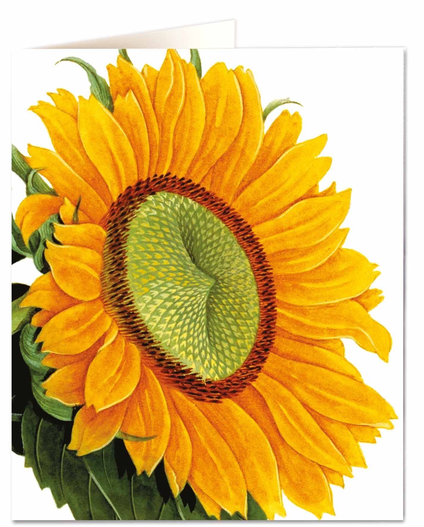 Sunflower card