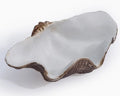 SMALL CLAM DECORATIVE BOWL